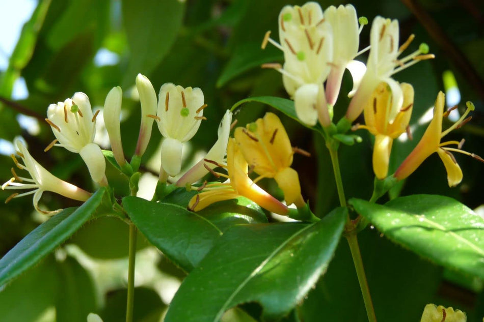 Lonicera Copper Beauty - Scented Honeysuckle Plant - Climbing Honeysuckle in a 9cm Pot Ready to Plant (1 Plant)