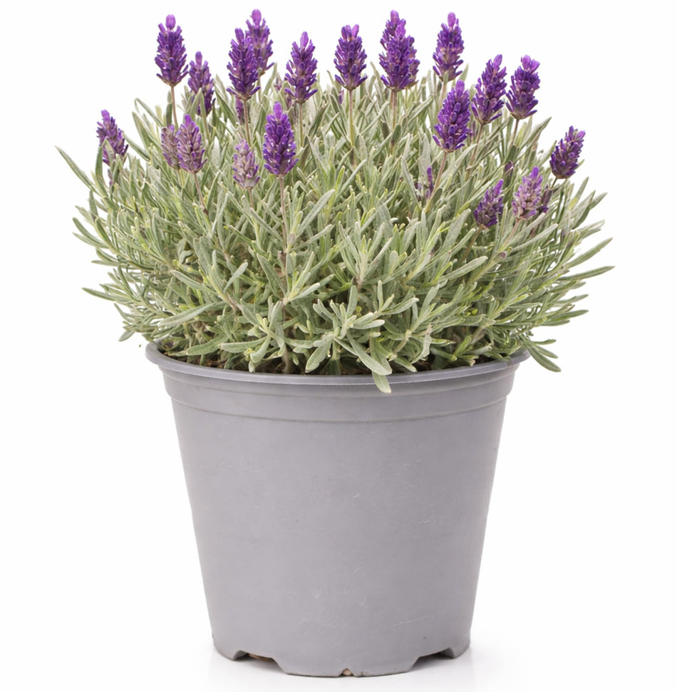 GardenersDream English Lavender – Evergreen Fragrant Garden Plant - Outdoor Garden Ready Lavender for Aromatherapy & Culinary Use - Fresh Kitchen Herbs for Borders & Pots (10–20cm, incl. 14cm Pot)