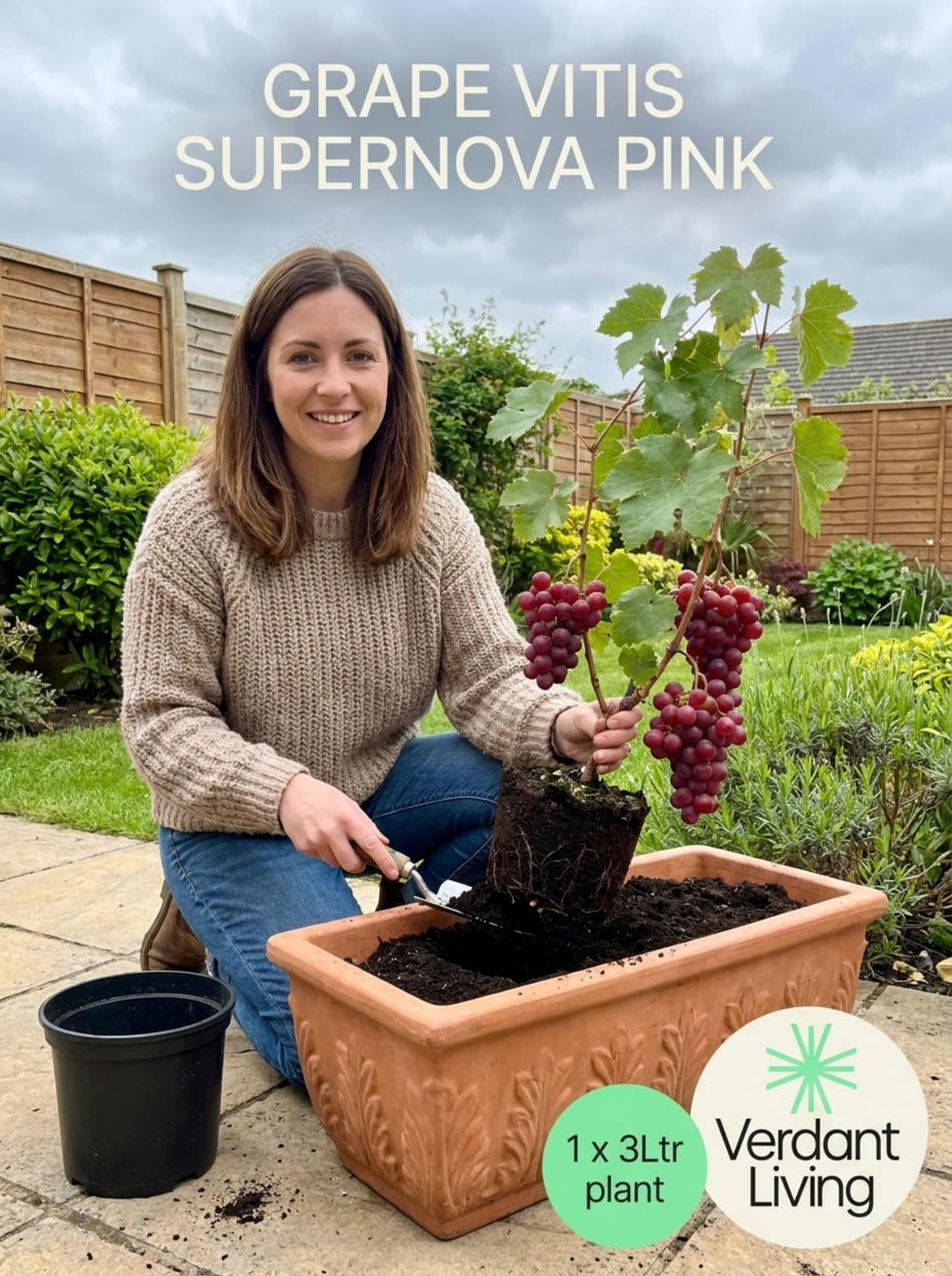 Pink Grape Vine Plant in 3 Litre Pot – Vitis Supernova Pink, Hardy Perennial Grapevine for Gardens, Patio, Pergola & Containers – Sweet Fruit, Fast Growing Climber, Self Fertile, UK Grown