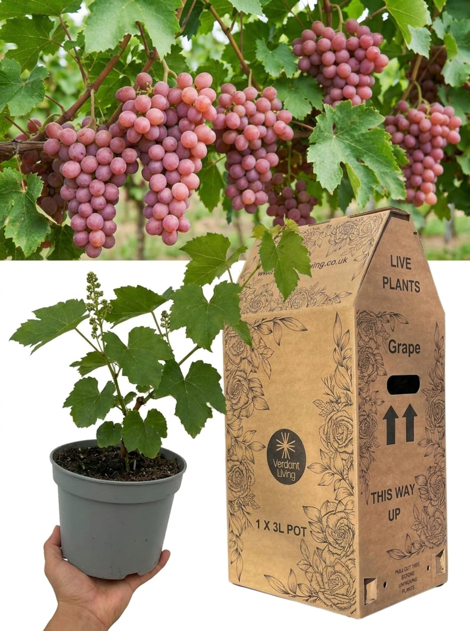 Pink Grape Vine Plant in 3 Litre Pot – Vitis Supernova Pink, Hardy Perennial Grapevine for Gardens, Patio, Pergola & Containers – Sweet Fruit, Fast Growing Climber, Self Fertile, UK Grown